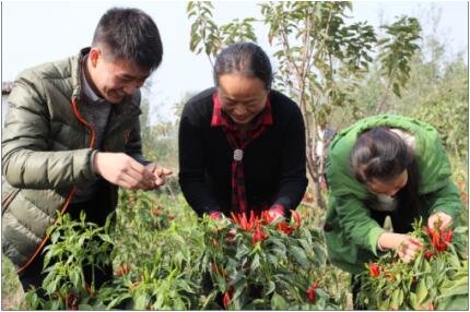 辣椒的学习(图2)