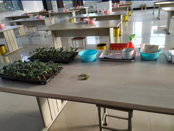 蔬菜嫁接选手到达战场(图2)
