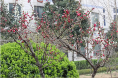 春暖花开(图1)