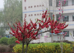 教学楼旁的美景(图1)